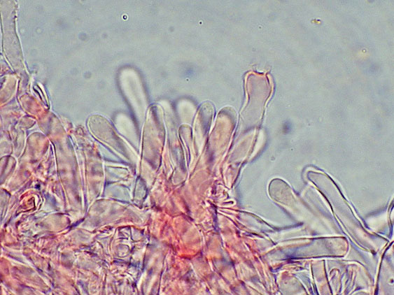 Phlebia nothofagi? (Irpex lacteus)