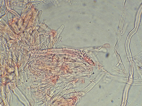 Phlebia nothofagi? (Irpex lacteus)