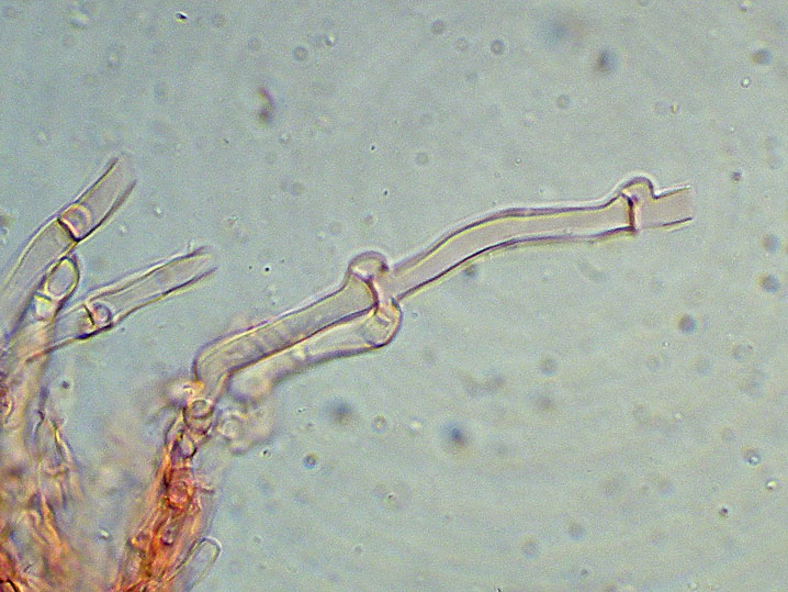 Ceppo - Crosta da determinare foto 1683 (Phlebia nothofagi)