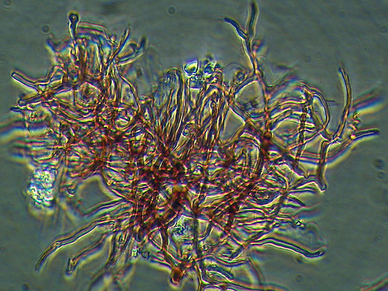 Probab.Stereum r.-foto 3252(Scytinostroma hemidichophyticum)
