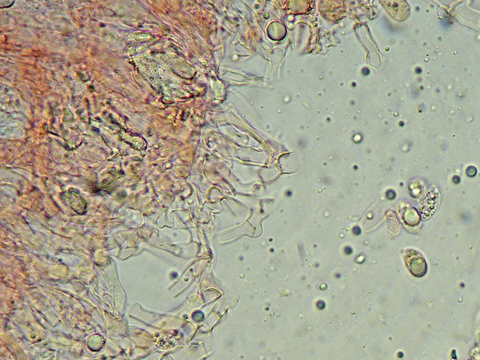 Plasmodio vs Phanerochaete?-foto3517(Hyphoderma roseocremeum