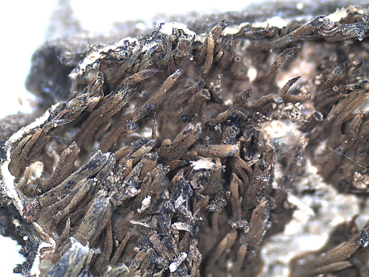 Ceppo - Crosta da determinare foto 1683 (Phlebia nothofagi)