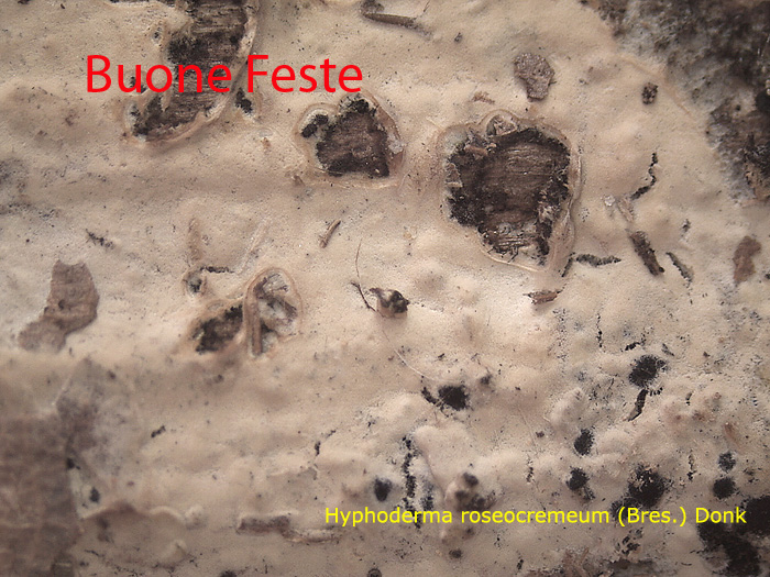 Buone feste (Hyphoderma roseocremeum)