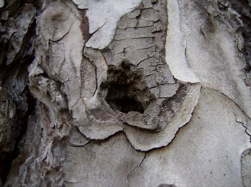 Corteccia forata