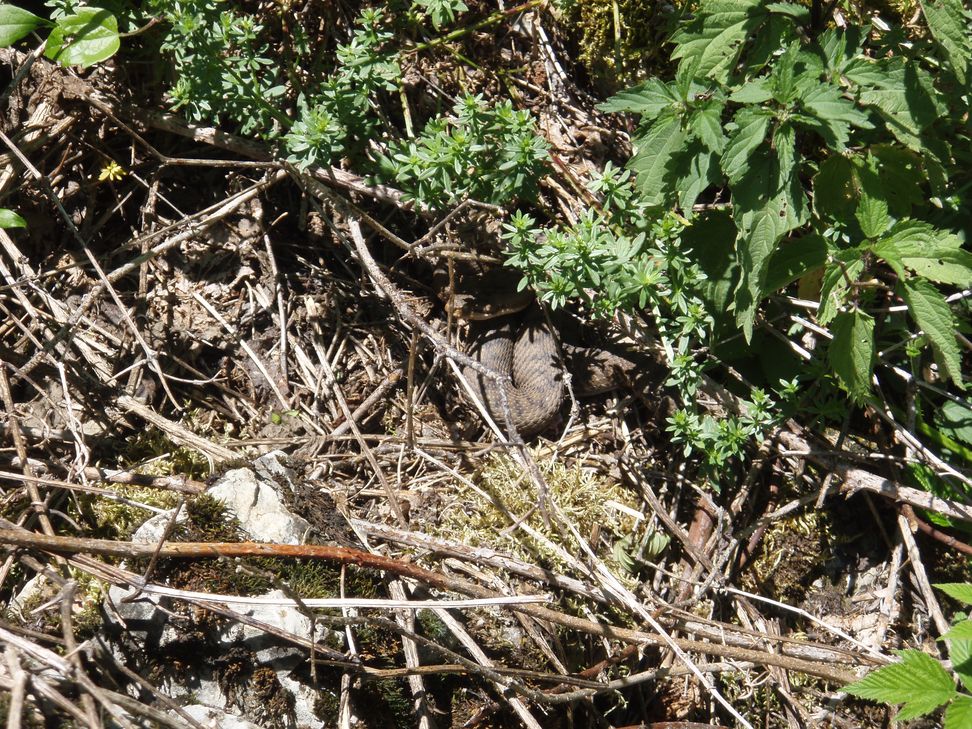 Alcune foto di vipere in natura