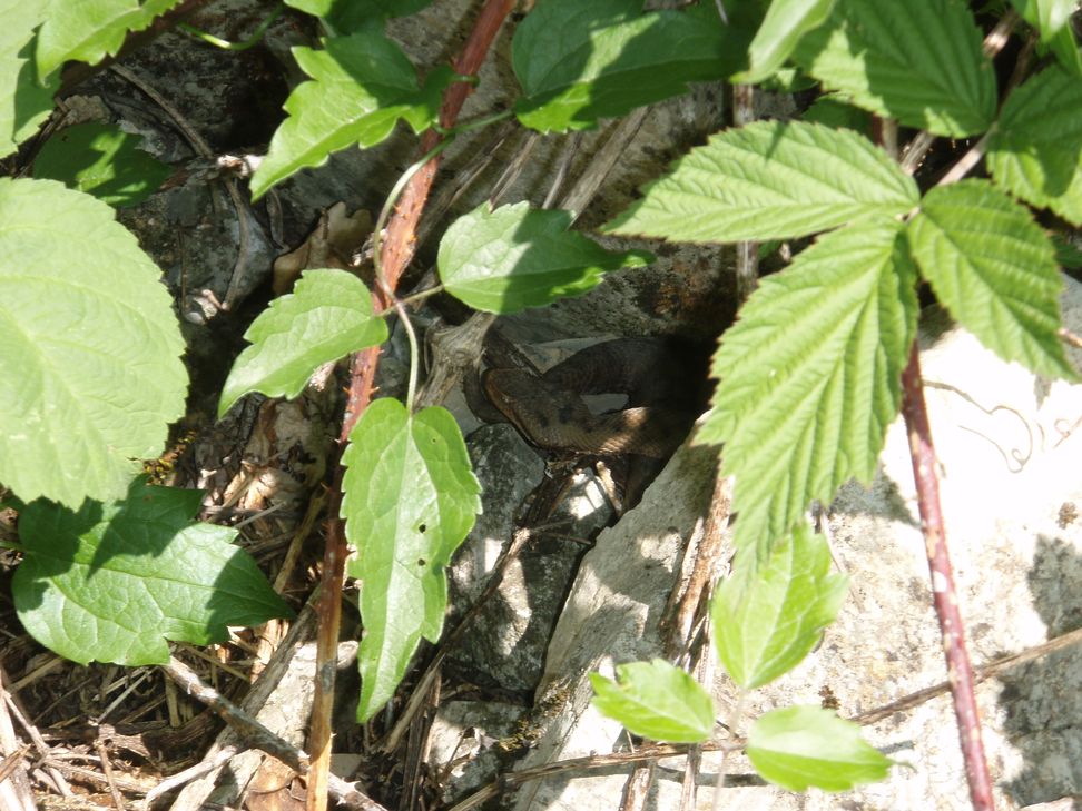 Alcune foto di vipere in natura