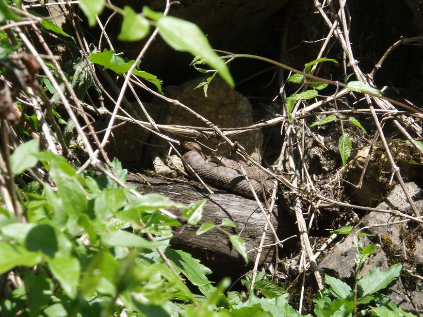 Alcune foto di vipere in natura