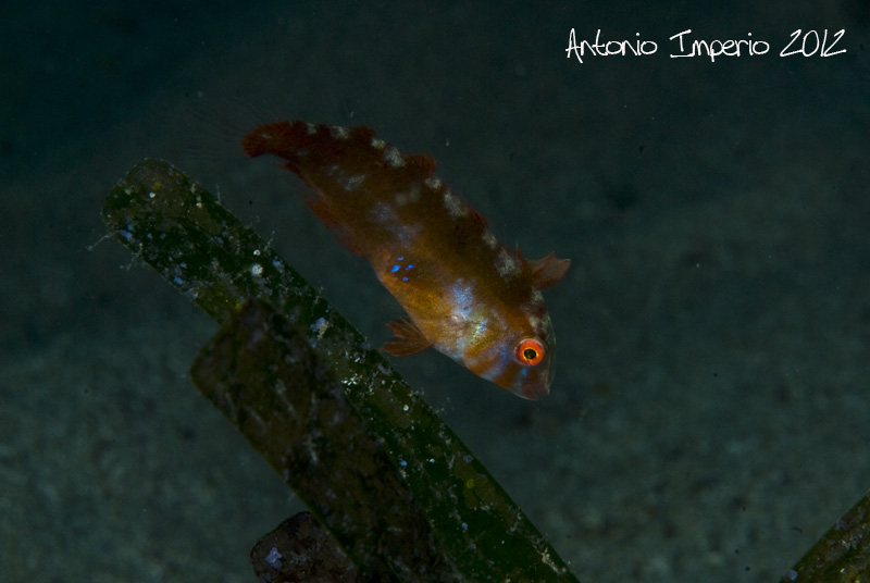 Danza nella posidonia (Xyrichtys novacula)