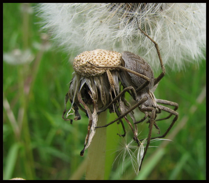 Pisaura sp.