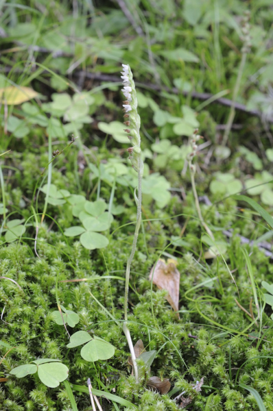 Orchidea dal Trentino:  Goodiera repens ??