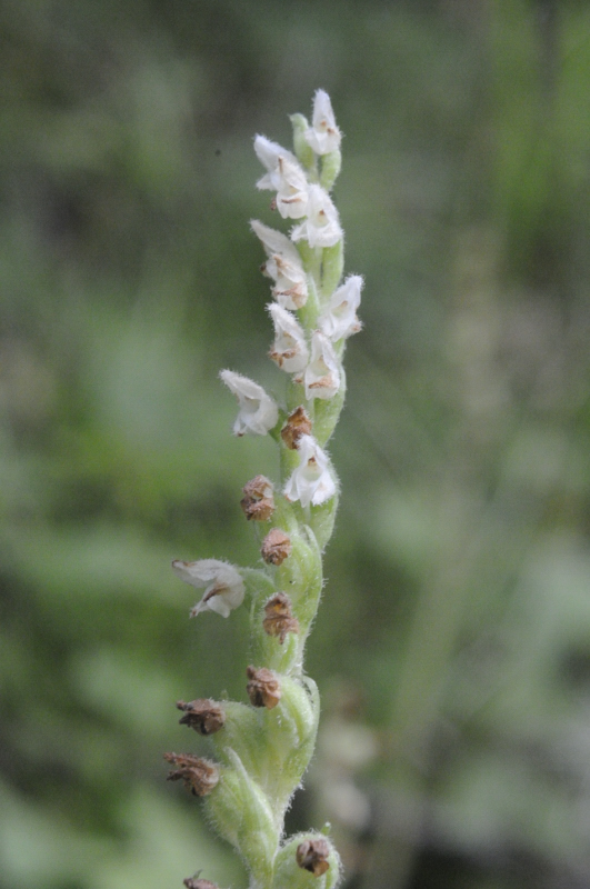 Orchidea dal Trentino:  Goodiera repens ??