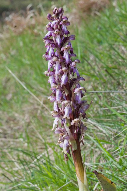 Barlia robertiana in provincia di Cuneo