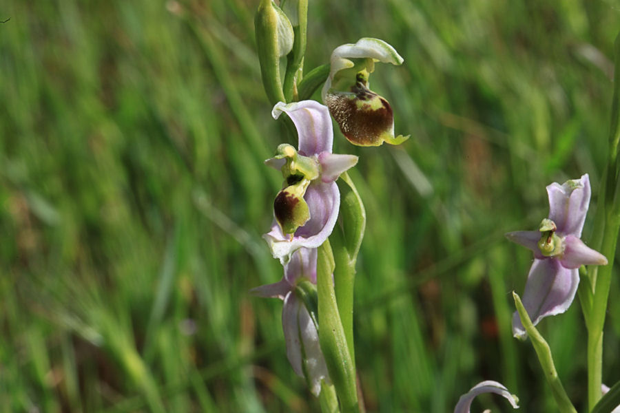 lusus O. fuciflora