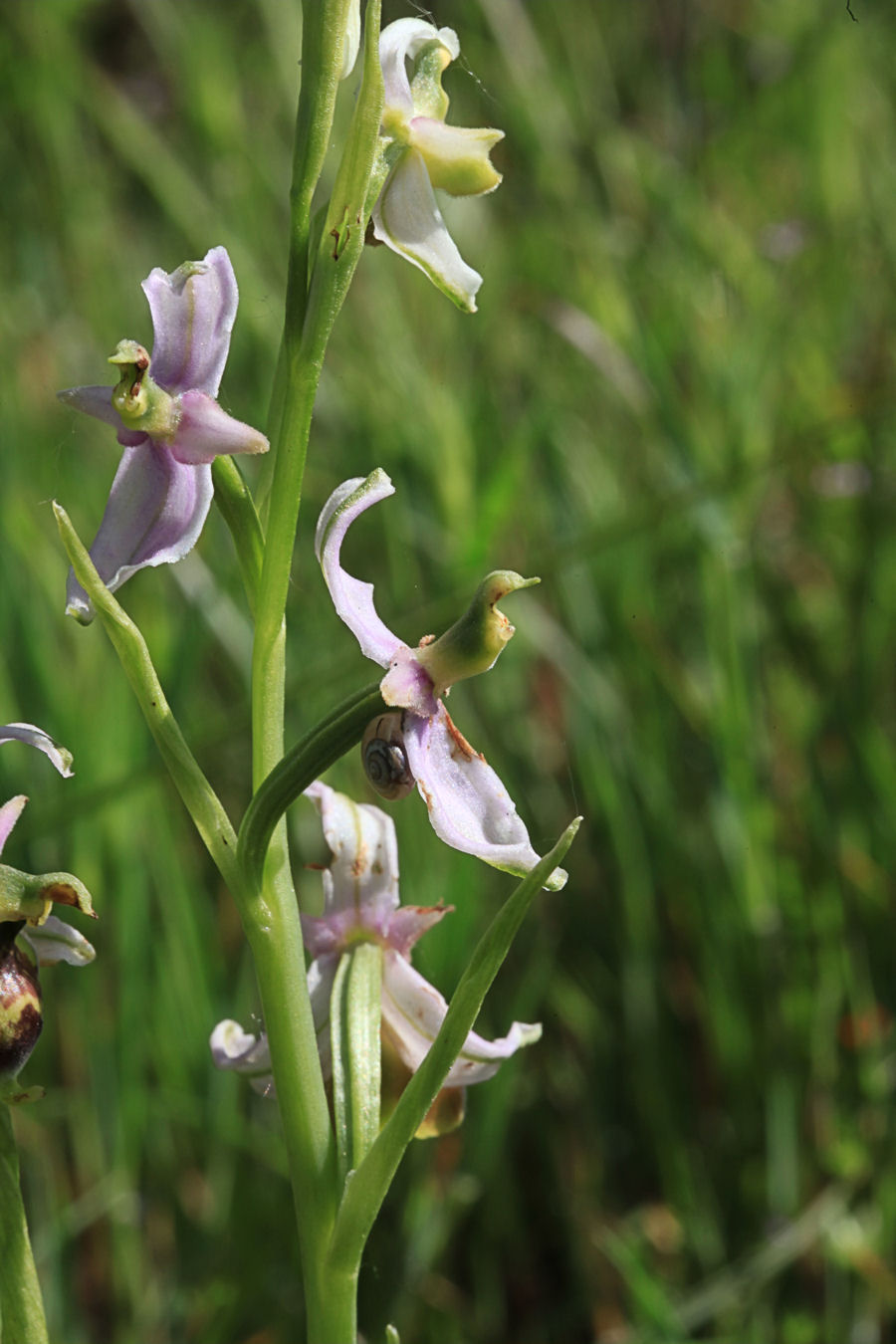 lusus O. fuciflora