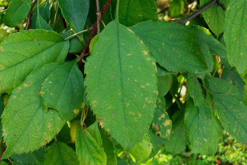 Alberello da identificare -  Malus ?