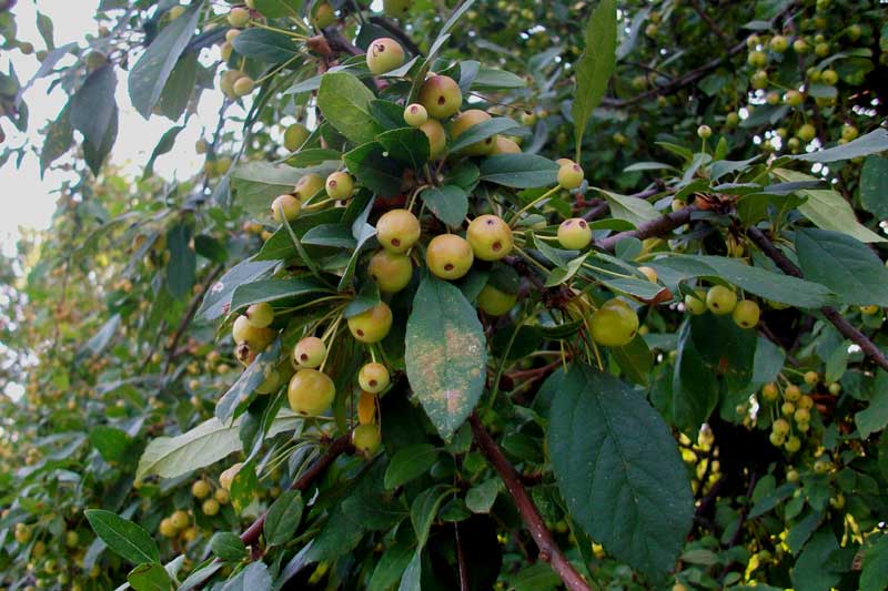 Alberello da identificare -  Malus ?