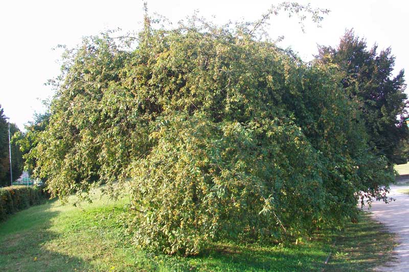 Alberello da identificare -  Malus ?