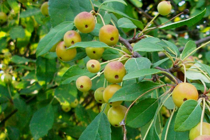 Alberello da identificare -  Malus ?