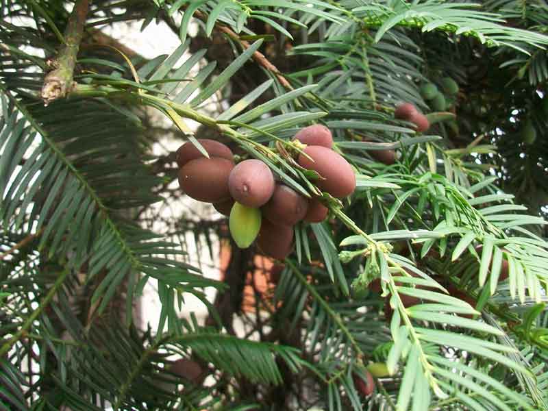 Taxus? no, Cephalotaxus harringtonia