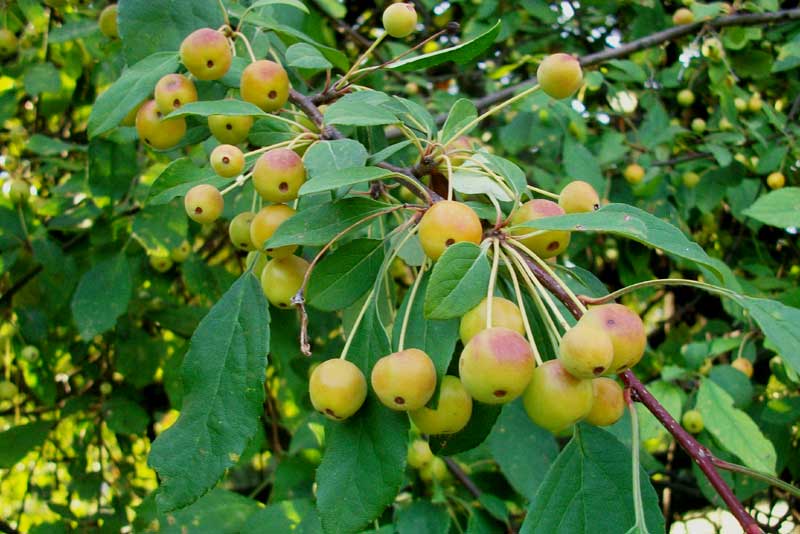 Alberello da identificare -  Malus ?