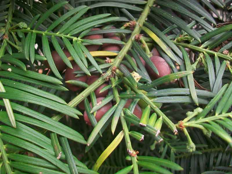 Taxus? no, Cephalotaxus harringtonia