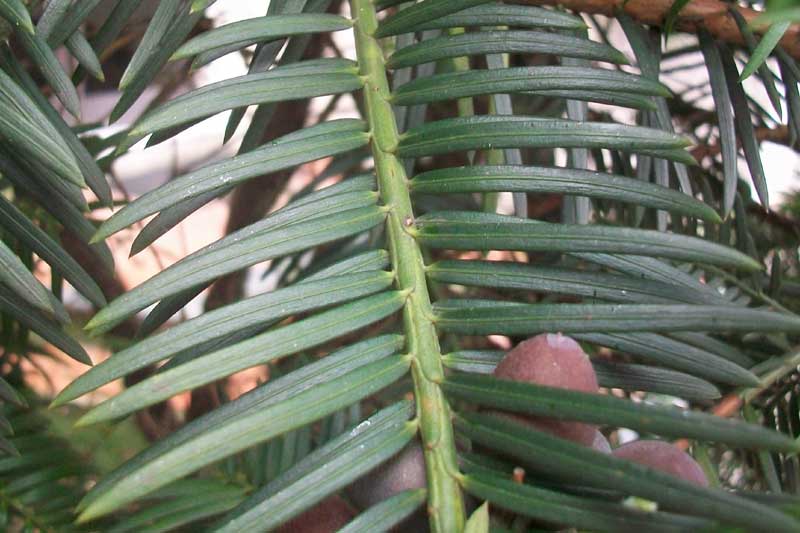 Taxus? no, Cephalotaxus harringtonia