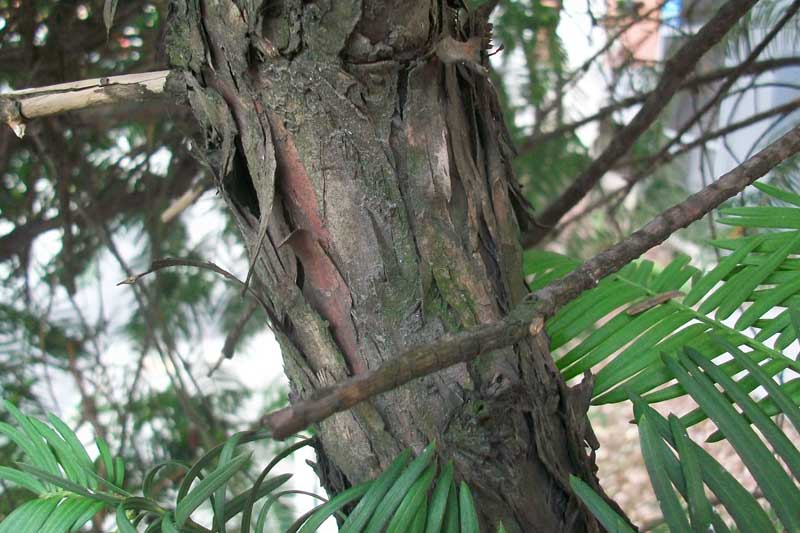 Taxus? no, Cephalotaxus harringtonia