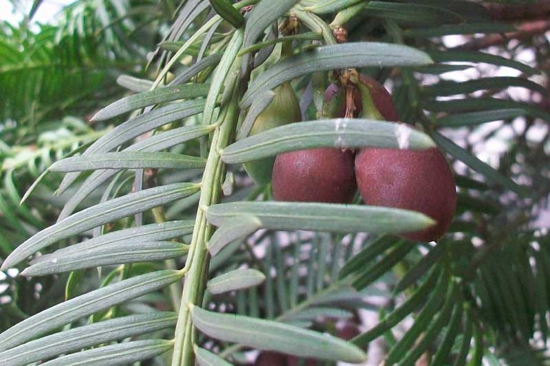 Taxus? no, Cephalotaxus harringtonia