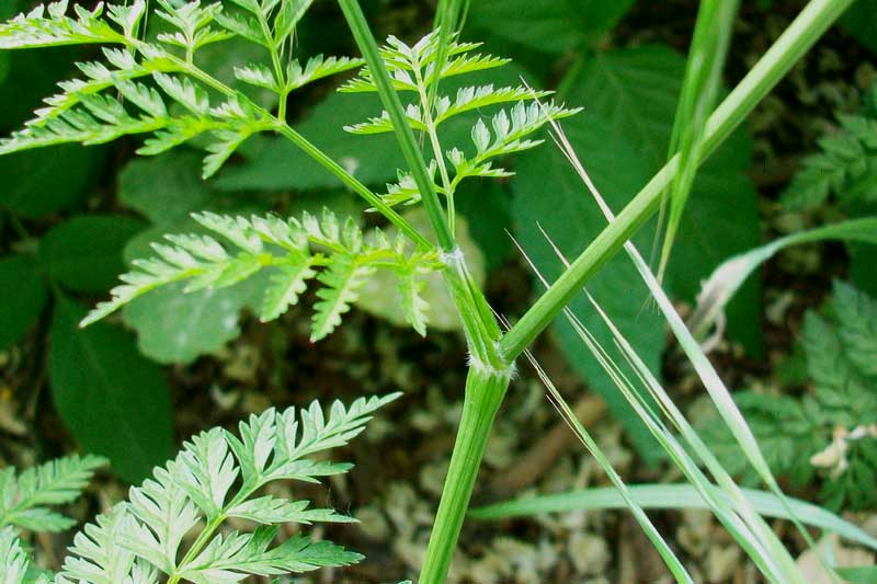 Anthriscus sylvestris / Cerfoglio selvatico