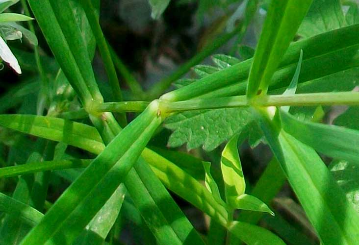 Rabelera holostea (=Stellaria holostea) / Centocchio garofanina