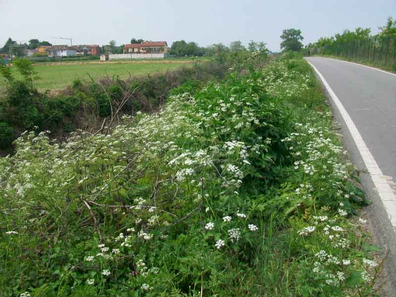 Anthriscus sylvestris / Cerfoglio selvatico