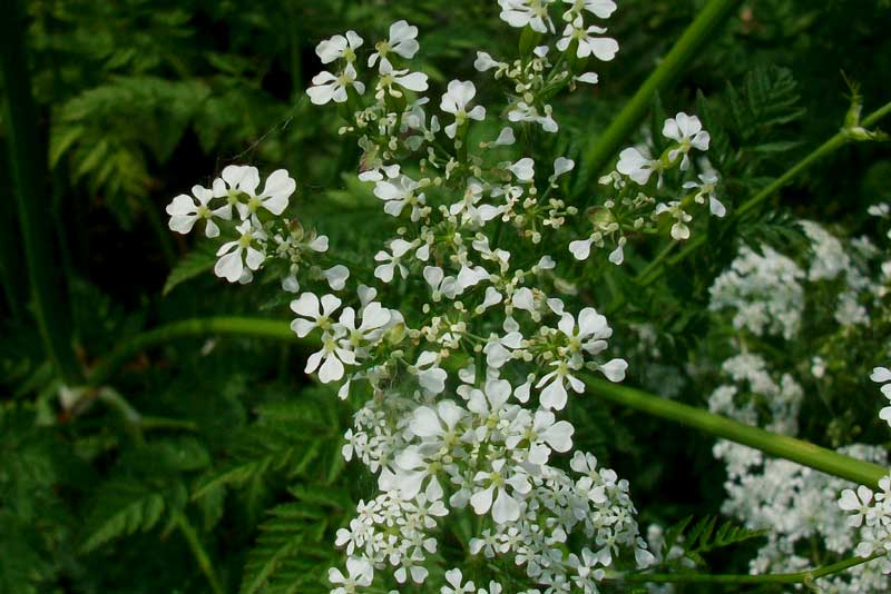 Anthriscus sylvestris / Cerfoglio selvatico