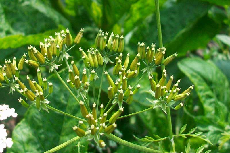 Anthriscus sylvestris / Cerfoglio selvatico