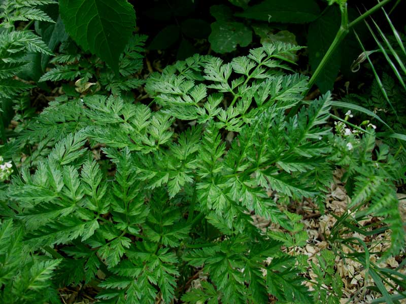 Anthriscus sylvestris / Cerfoglio selvatico