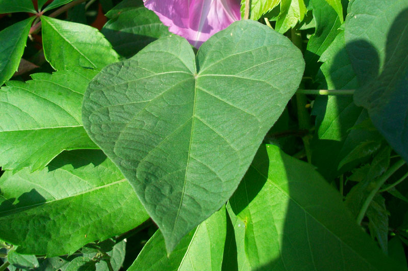 Ipomoea purpurea / Campanella turchina