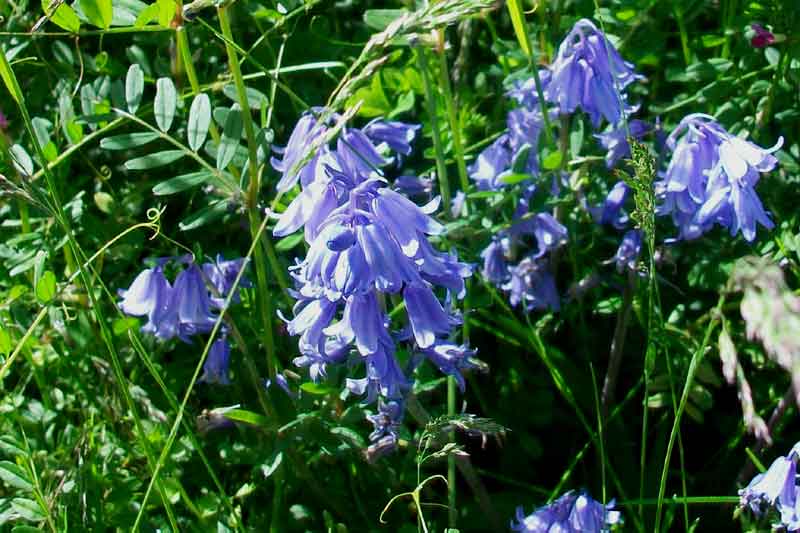 Campanula? No, Hyacinthoides cfr. hispanica