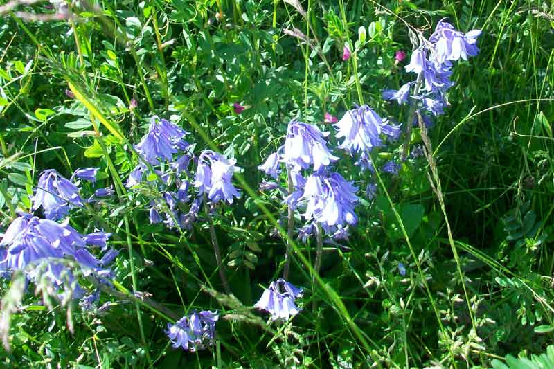 Campanula? No, Hyacinthoides cfr. hispanica