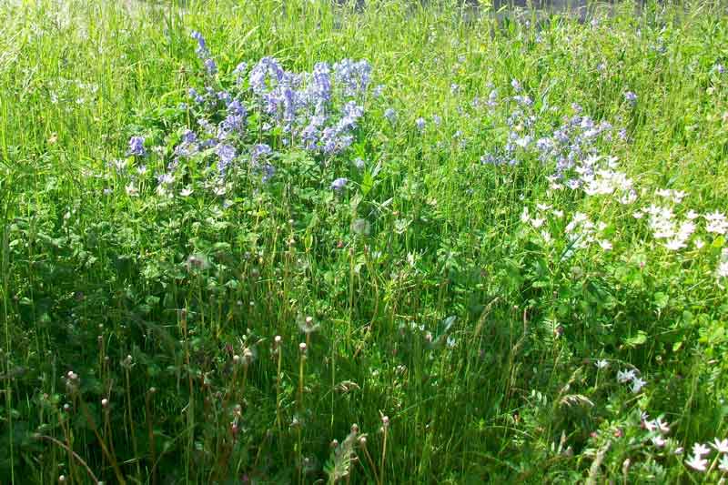 Campanula? No, Hyacinthoides cfr. hispanica