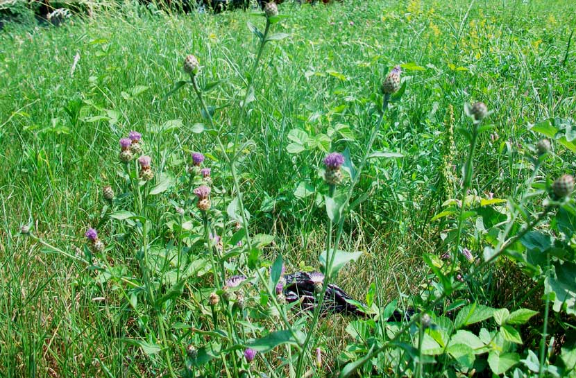 Centaurea nigrescens