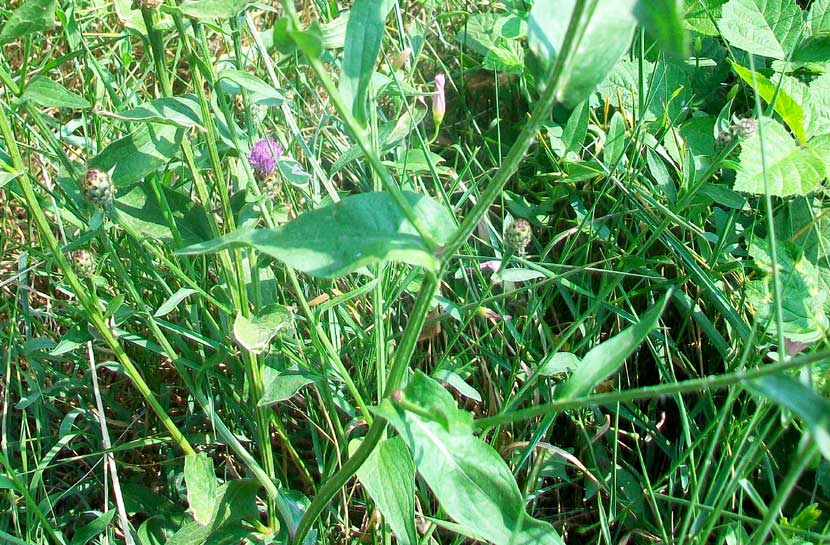 Centaurea nigrescens