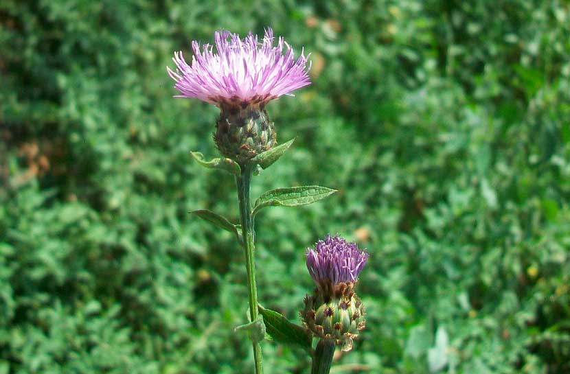 Centaurea nigrescens