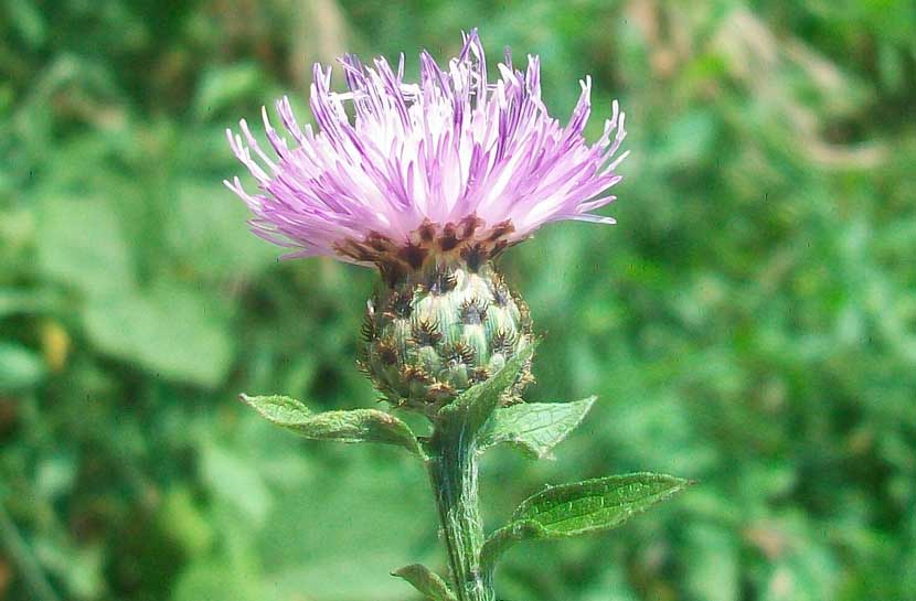 Centaurea nigrescens