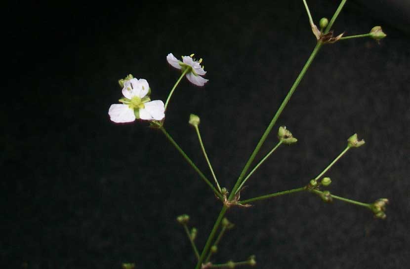 Alisma lanceolatum / Mestolaccia lanceolata