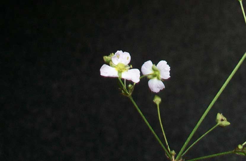 Alisma lanceolatum / Mestolaccia lanceolata