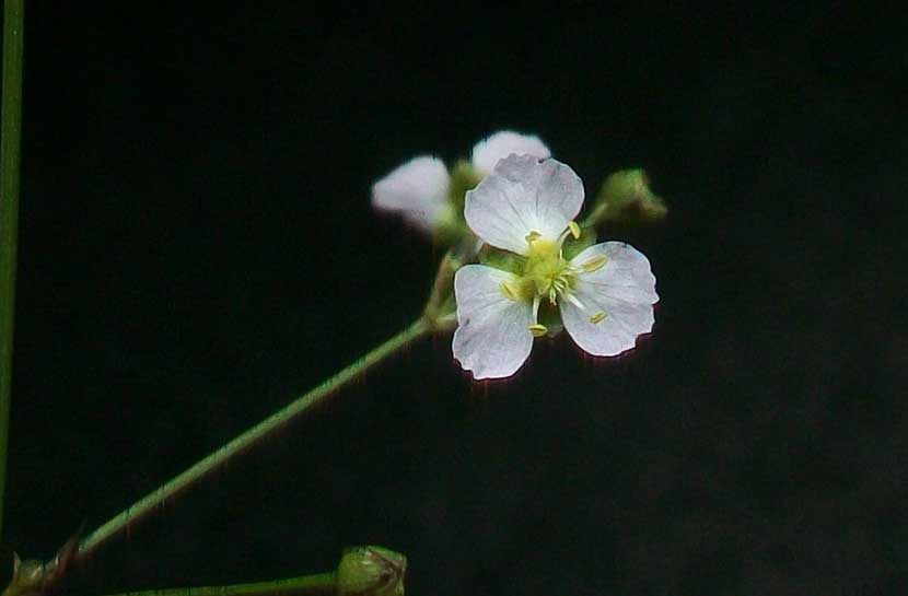 Alisma lanceolatum / Mestolaccia lanceolata