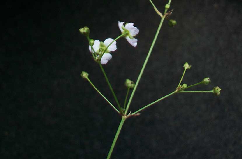 Alisma lanceolatum / Mestolaccia lanceolata