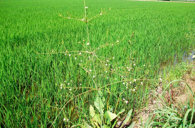 Alisma lanceolatum / Mestolaccia lanceolata