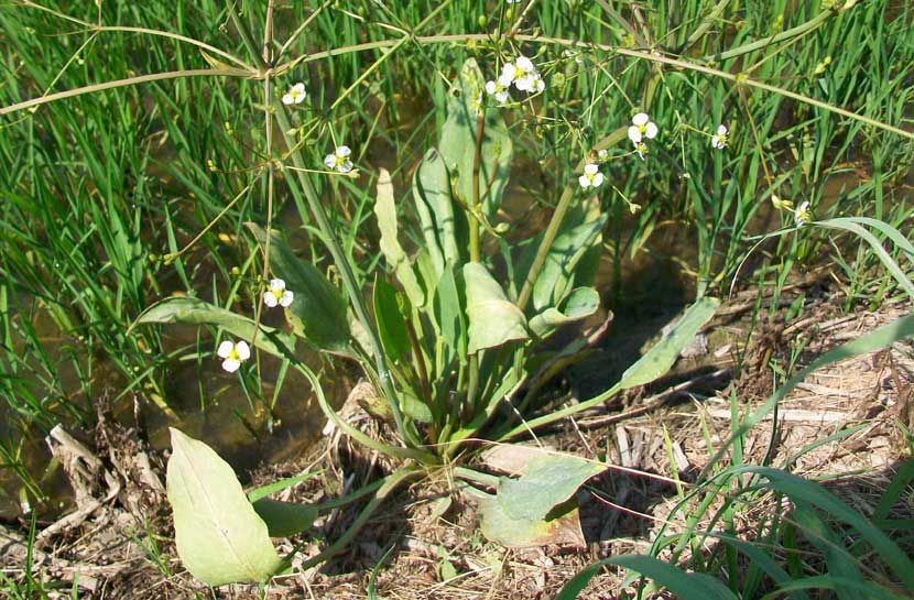 Alisma lanceolatum / Mestolaccia lanceolata