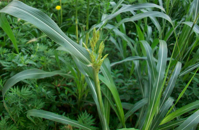 Sorghum halepense / Sorgo selvatico