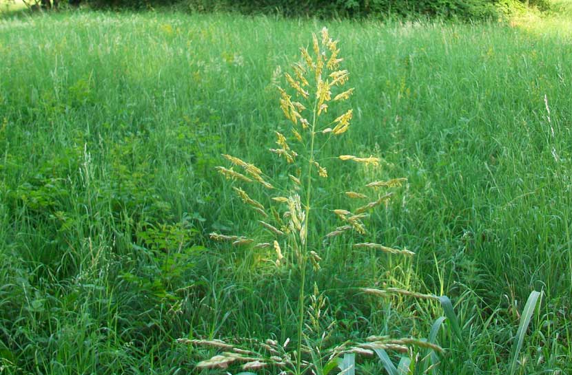 Sorghum halepense / Sorgo selvatico